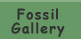 Fossil Gallery