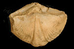 State fossil from Kentucky