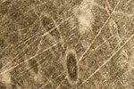 Fossil photos from Precambrian