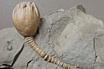 Fossil photos from Silurian in Kentucky